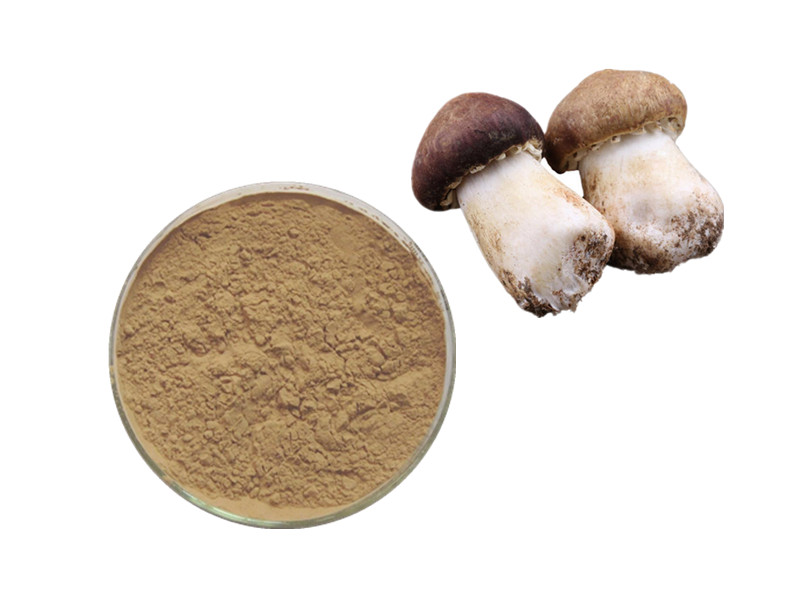 Agaricus Blazei: The High-Potency Beta-Glucan for Immune Vigor