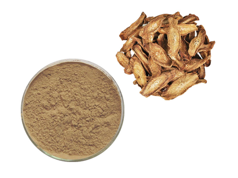 Dong Quai Extract: The Hematopoietic Catalyst for Vascular Integrity and Endocrine Balance