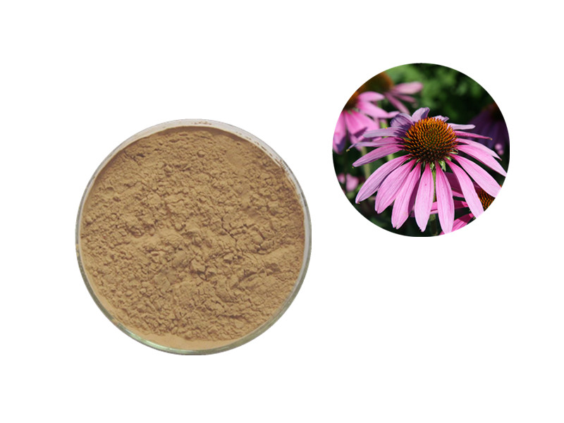 Echinacea Extract: The Phytochemical Catalyst for Innate Immune Activation and Inflammatory Homeosta