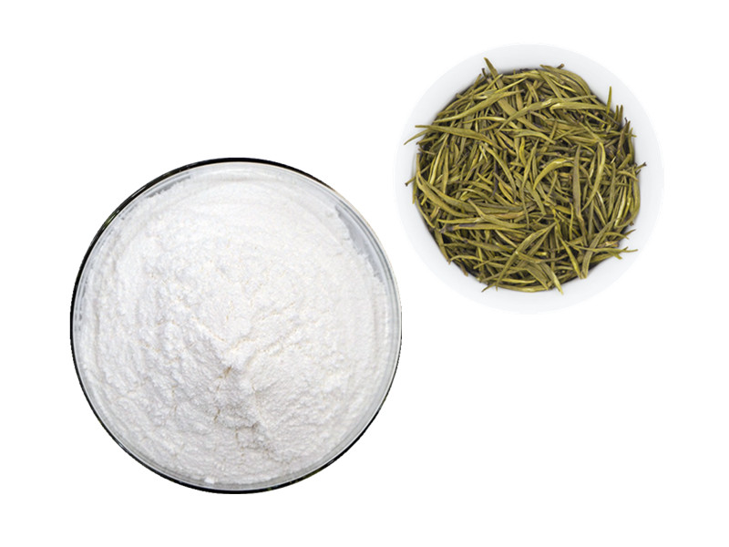 EGCG: The Epigenetic Catalyst for Cellular Longevity and Metabolic Oxidation