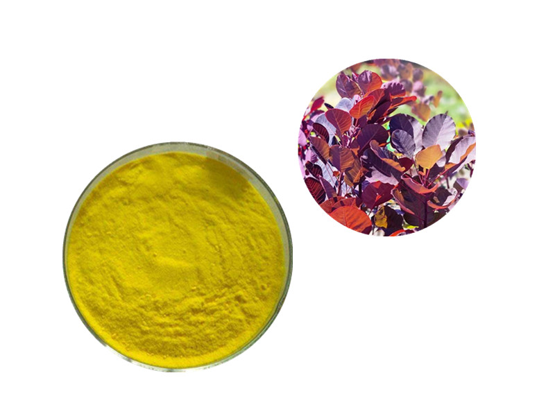 Fisetin: The "Senolytic Sculptor" for Cellular Pruning and Cognitive Longevity