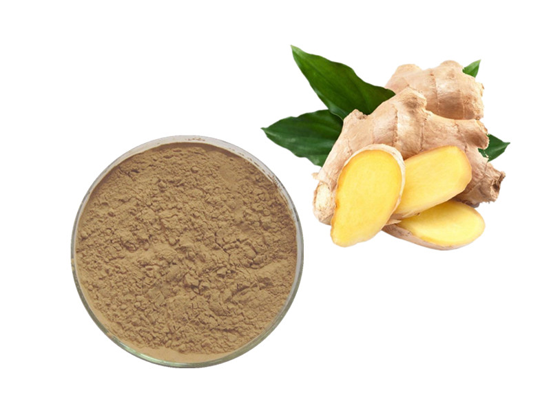 Ginger Root Extract: The Thermogenic Catalyst for Gastrointestinal and Inflammatory Homeostasis