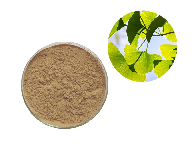 Ginkgo Biloba: The "Neuro-Vascular Kinetic" for Cognitive Precision and Cerebrovascular Integrity