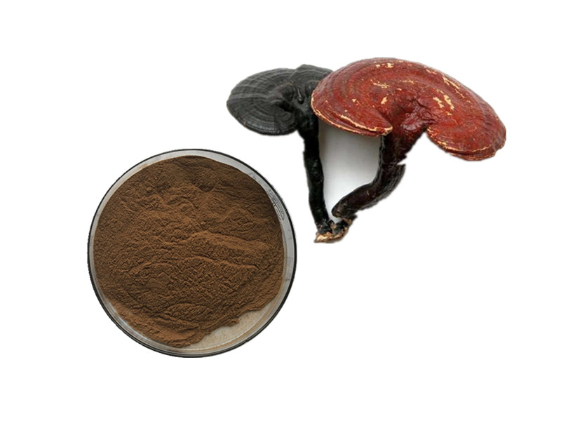 Reishi Mushroom (Ganoderma lucidum): The Immunomodulatory Architect for Cellular Vigilance and Adapt