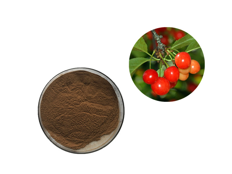 Tart Cherry: The "Anthocyanin-Rich" Kinetic for Circadian Alignment and Musculoskeletal Recovery