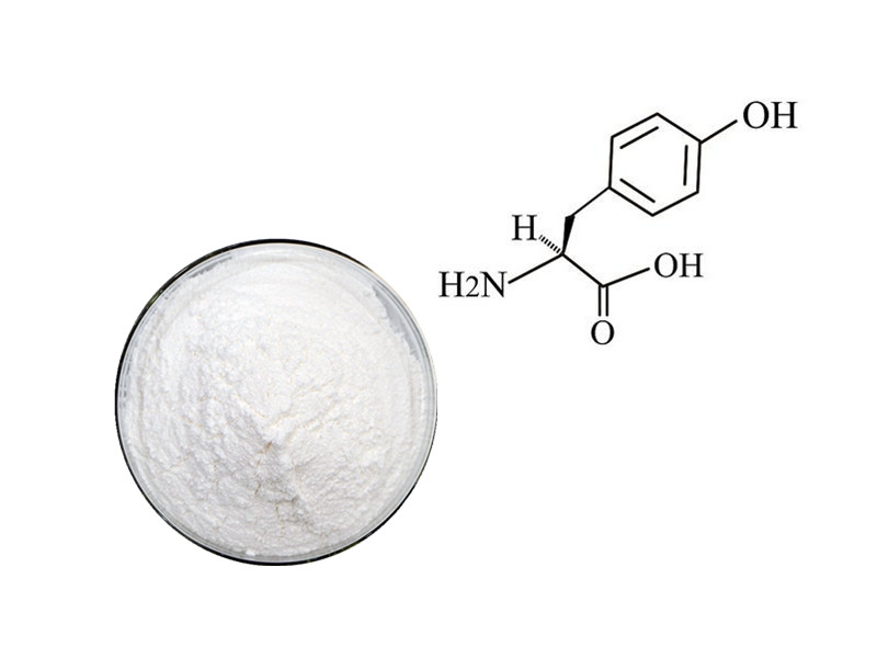 L-Tyrosine: The Catecholamine Precursor for Cognitive Resilience and Metabolic Drive
