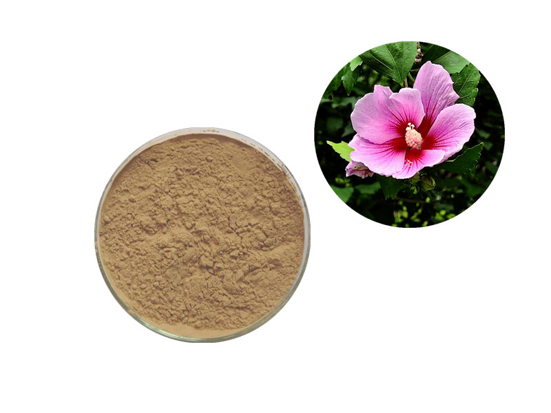 The Role of Hibiscus Extract in Cardiovascular Wellness and Metabolic Support