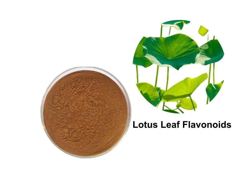 Lotus Leaf Flavonoids for Weight Loss: The Science of Cellular Fat Burning and Fluid Regulation